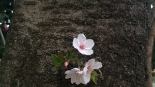 もうすぐ桜、花粉盛沢山の巻